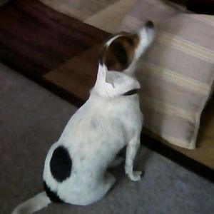 Meet your Posher, Janet